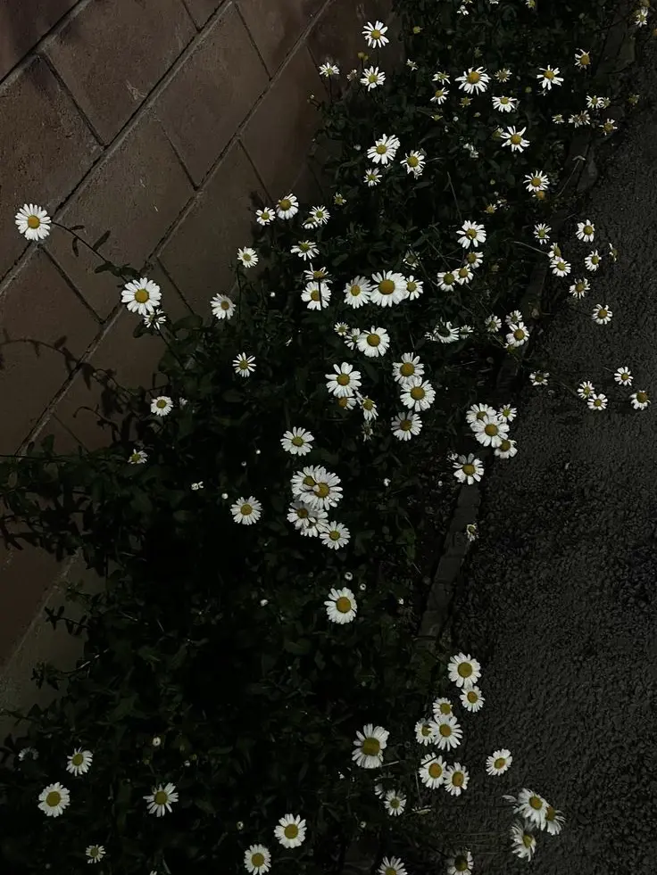 Honkaistarrail의 나를 너무 사랑하는 형.