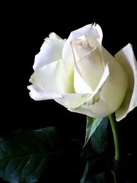 ColdNote2764의 I Am Yours