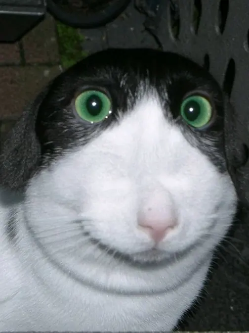 Oxbn.5의 리바이 아커만