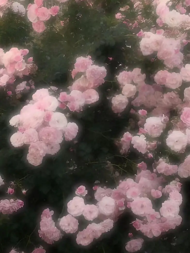 Hanjith의 하얀 배경