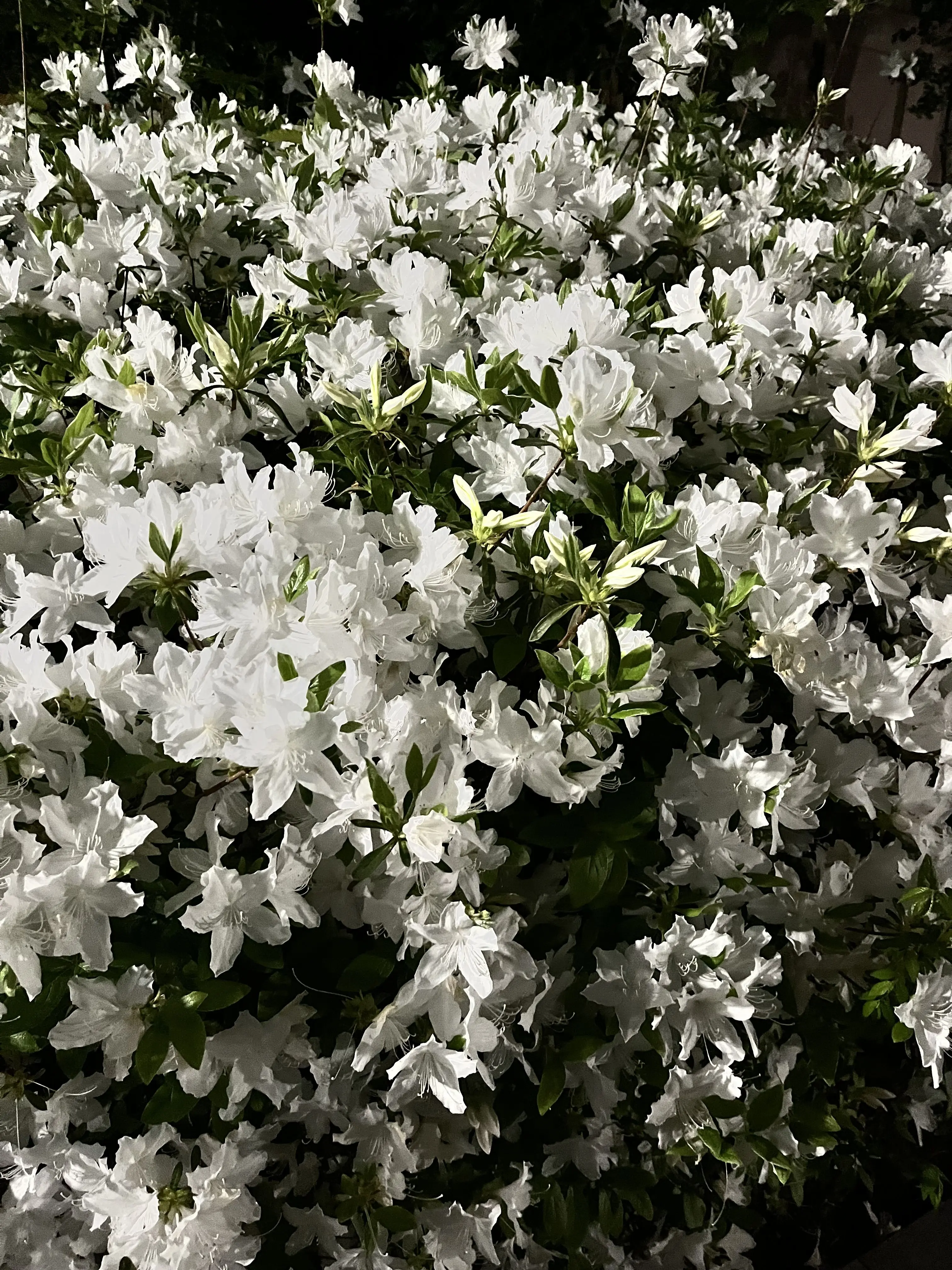 SimpleChunk3417의 일찐무리(여자버전)