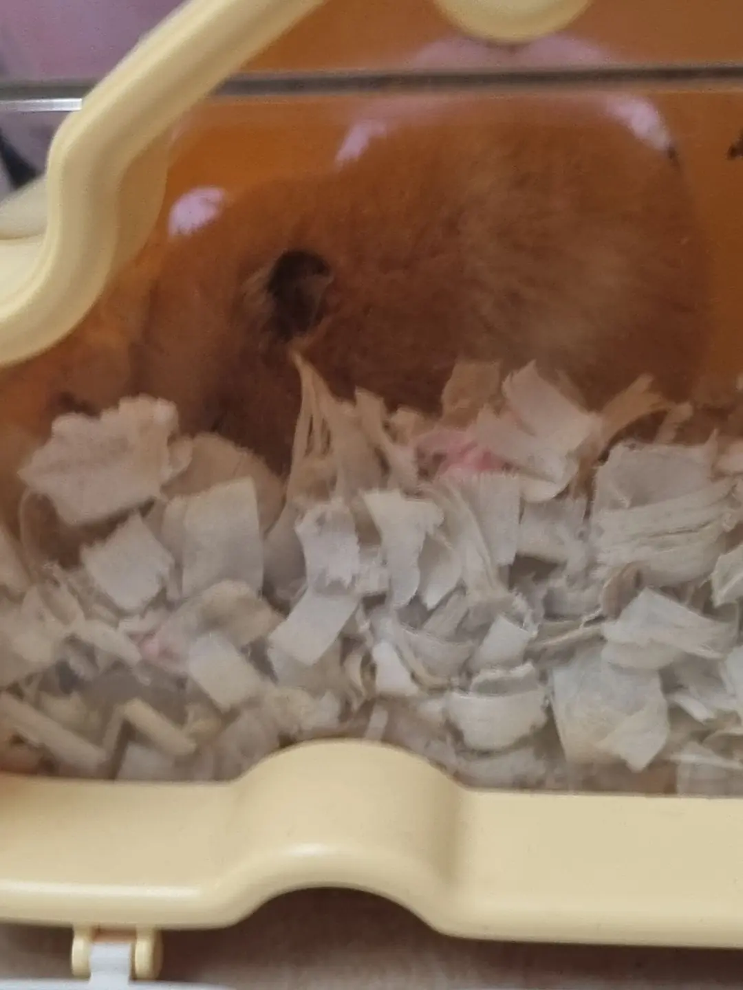 CurvyRobin0320의 고고프렌즈 여자멤버들이 어려졌다..?