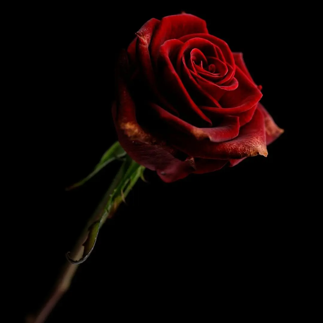 BOry의 [HL + BL] Choose me