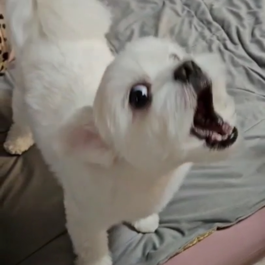 다메킹덤~^^ 대표 이미지