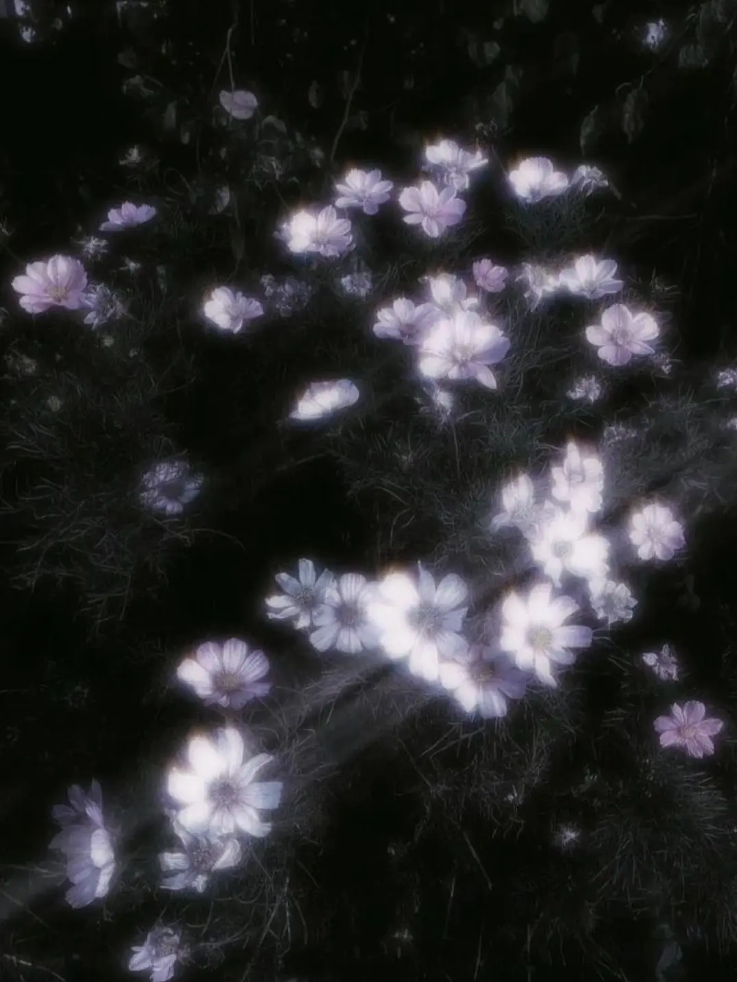 asukaasub의 オキニ