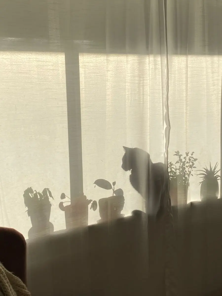 mpm_08의 僕は猫で君は人間