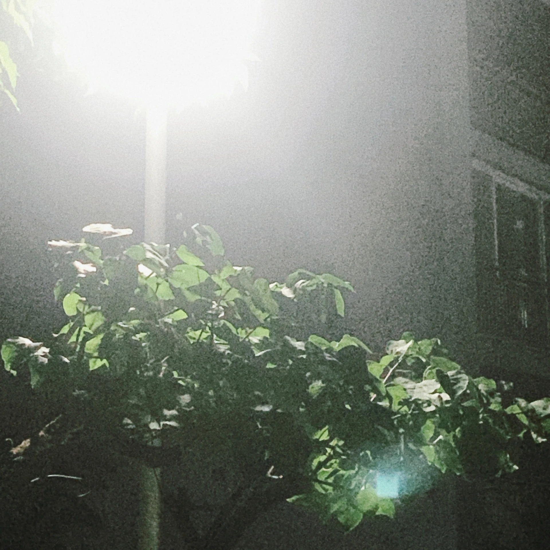 정 공룡