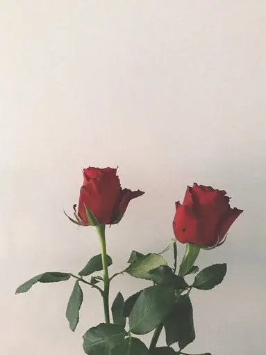 ohuzakezyousyuuhann2525의 ただ香港君と話したいだけ
