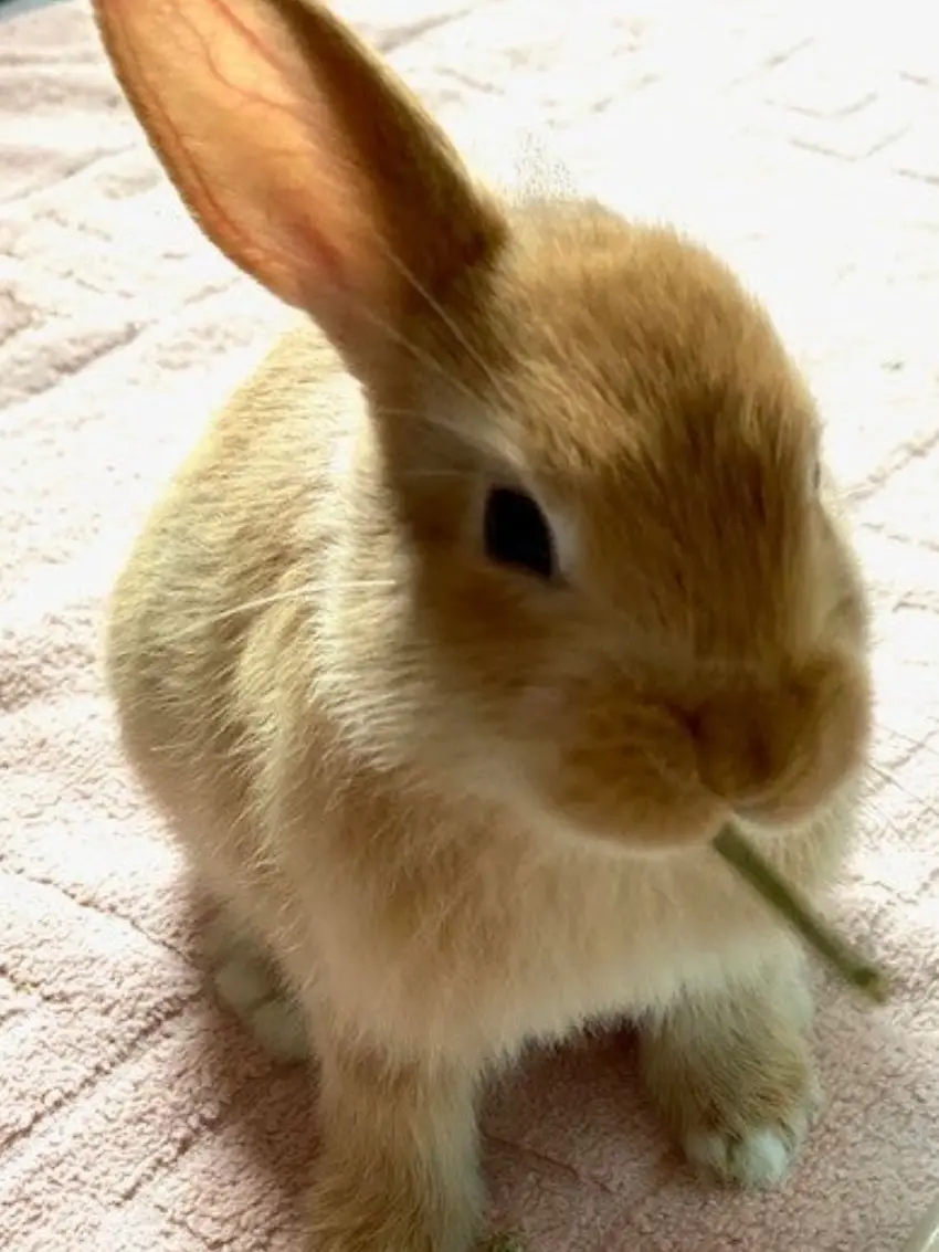 opal_1101의 아기토끼는 사랑이 고파요..