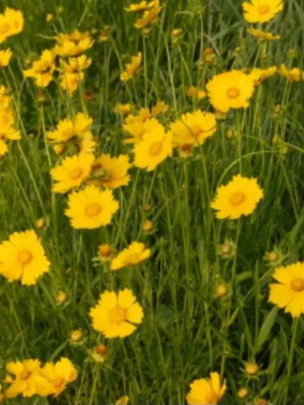 J.3의 뜰팁 조직