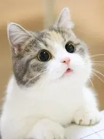 FierceBid4868의 댕댕 컴퍼니&좀비사태