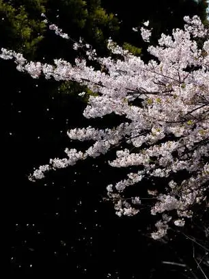 tukimi0111의 境界線の狭間にて（留伊）