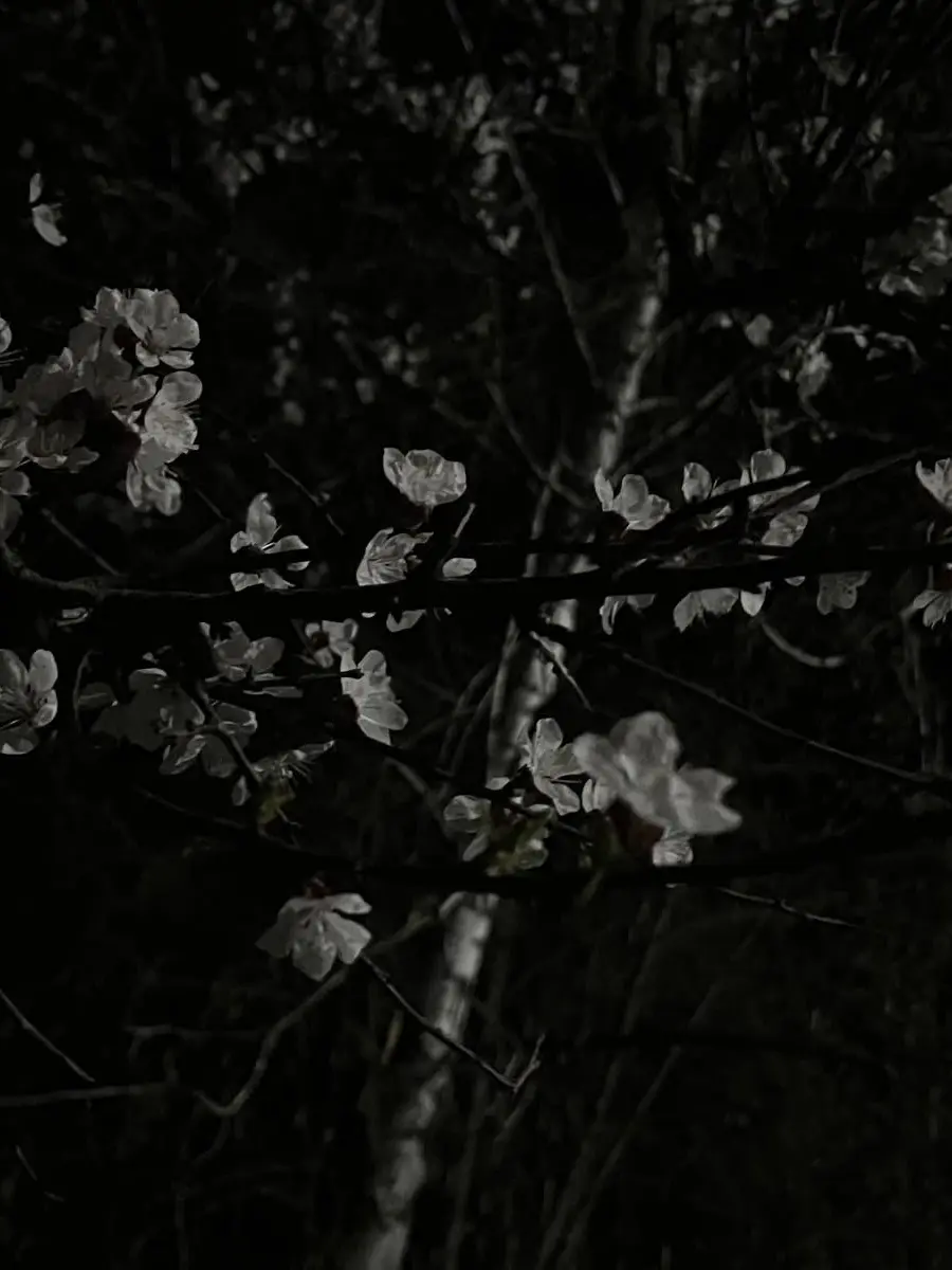 Piercetheveilloverrr의 Gungham Highschool — YANDERE / MODELAU
