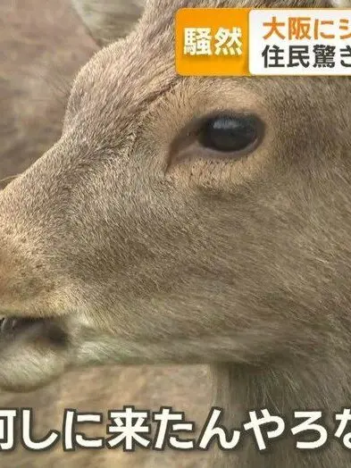 noobsan의 ある物語