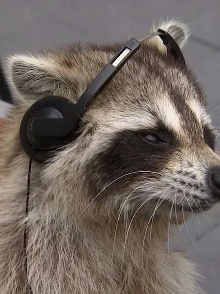 HO_815227의 조너구리🦝