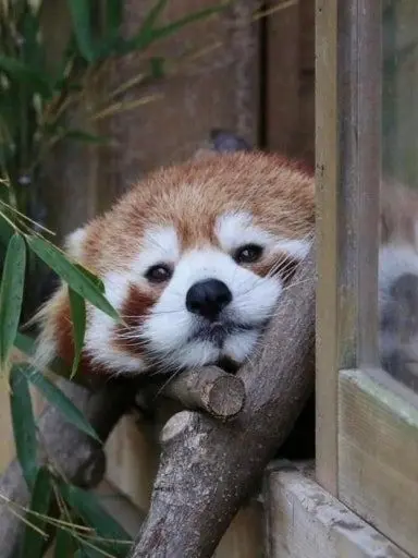 ice_redpanda.love의 파피 플레이타임 챕터 4