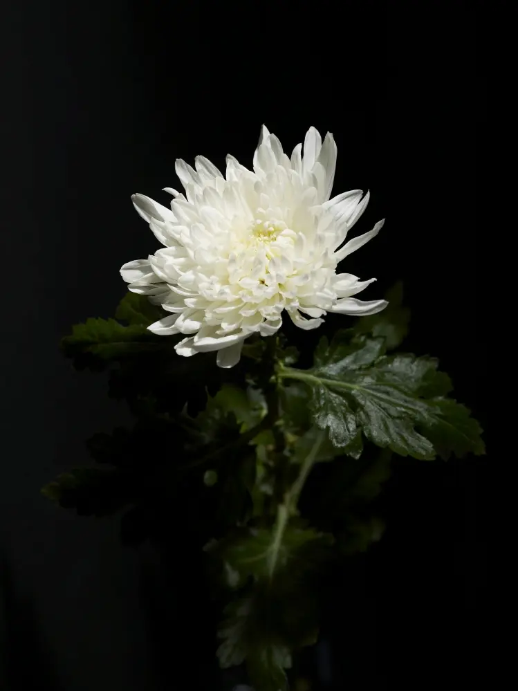 yumyum404의 추모합니다.