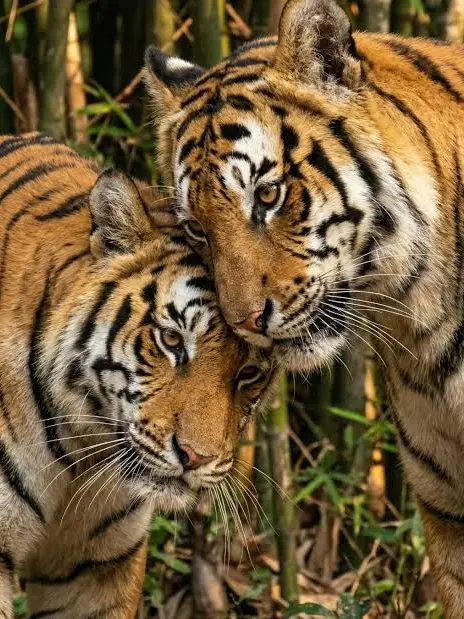 WideOven7941의 Tiger Roleplay 🧡