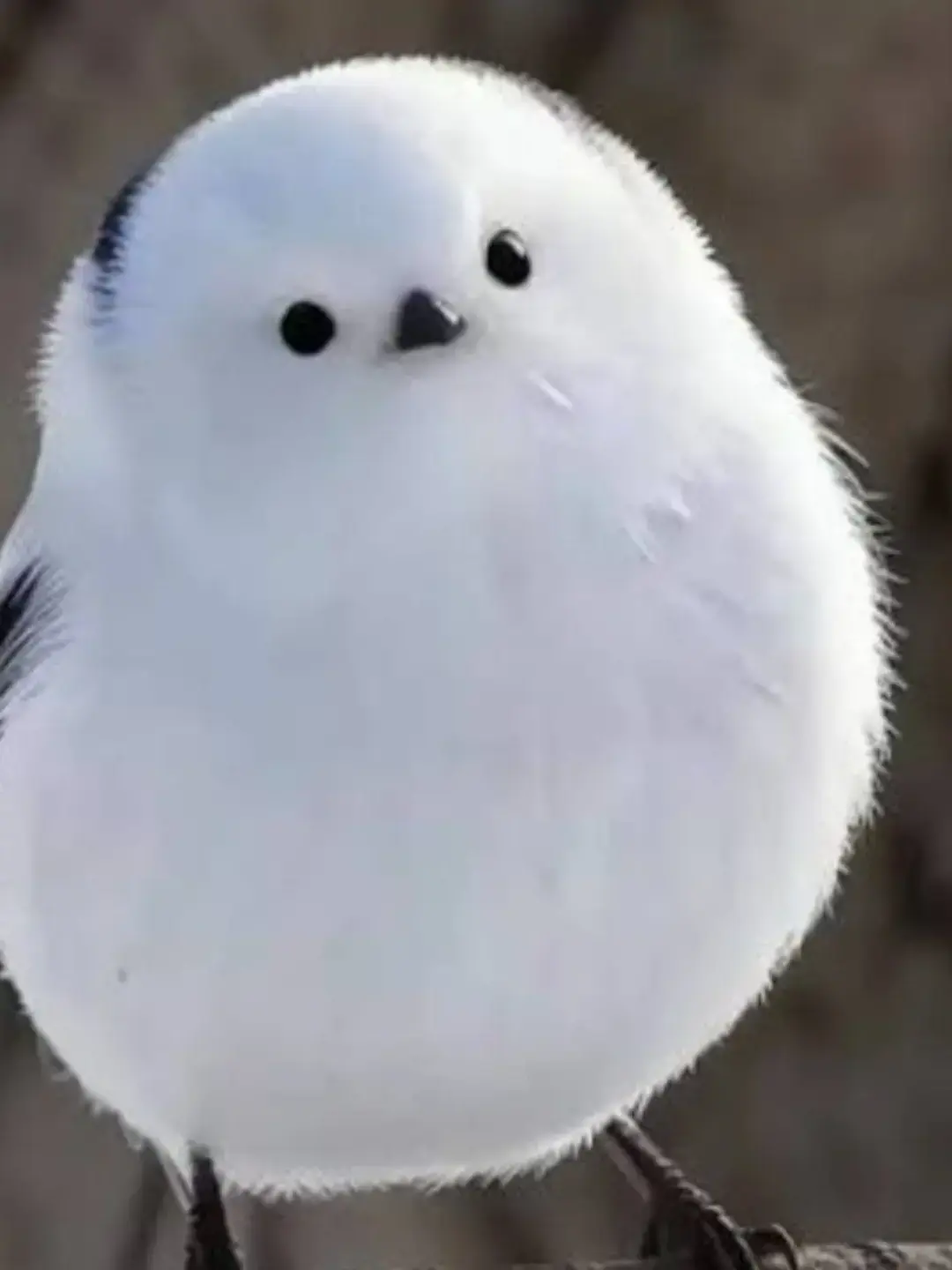 xxxxoxxxx의 뜰팁 서열학교