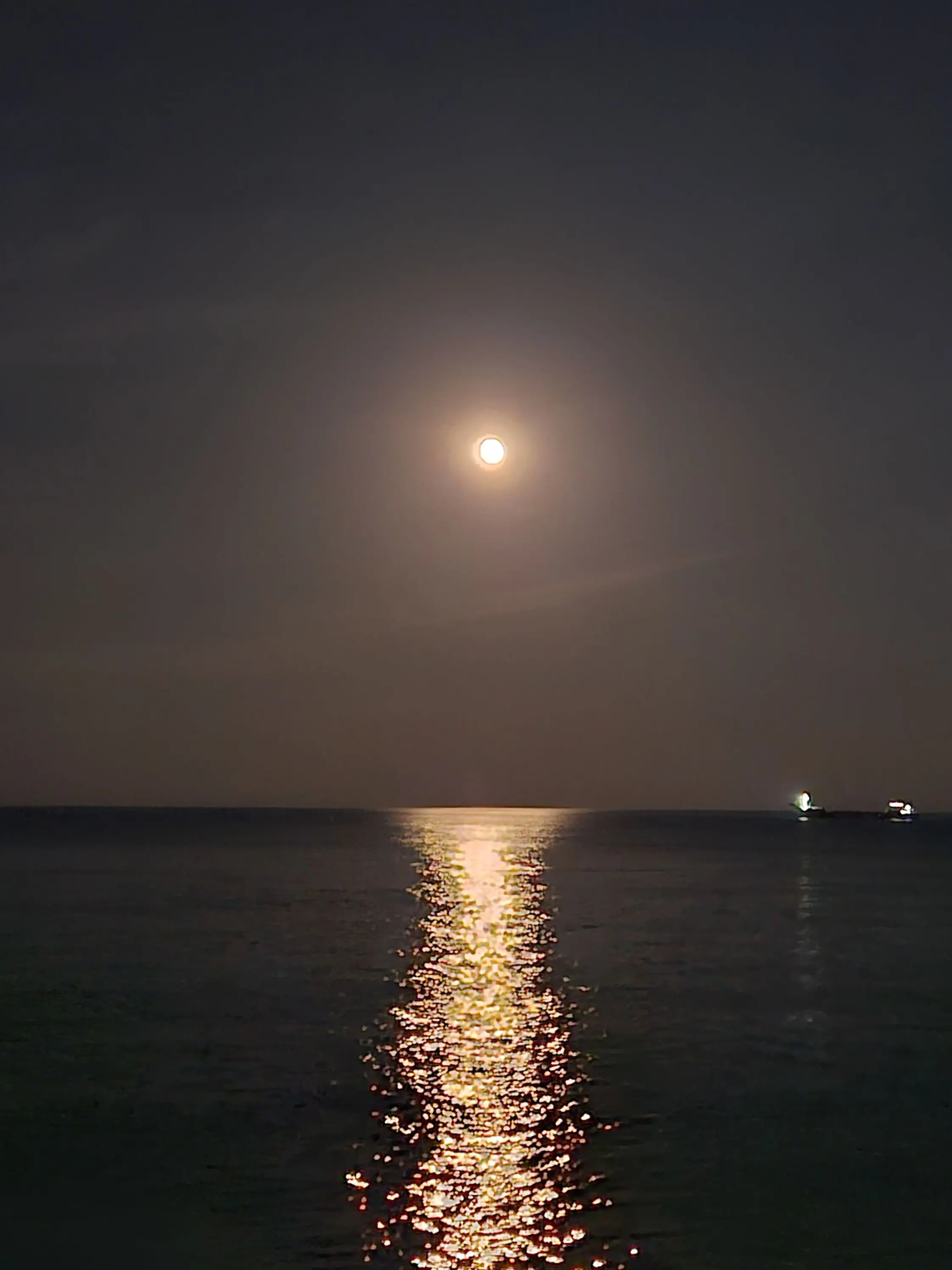 RareSigh4783의 Survival Supremacy