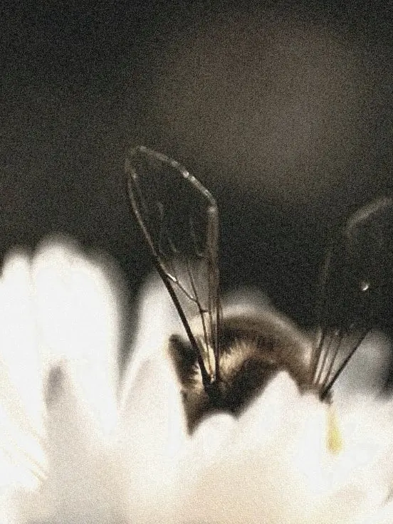 T.D의 HONEYBEE