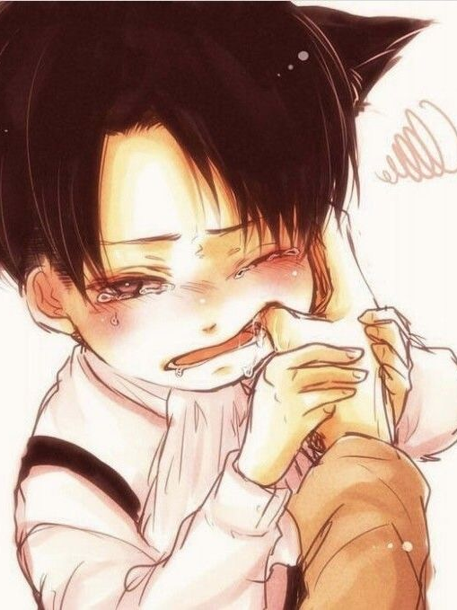 아기고양이 리바이 대표 이미지