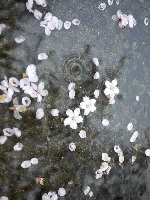 CoralAlbum1960의 最期は花のように