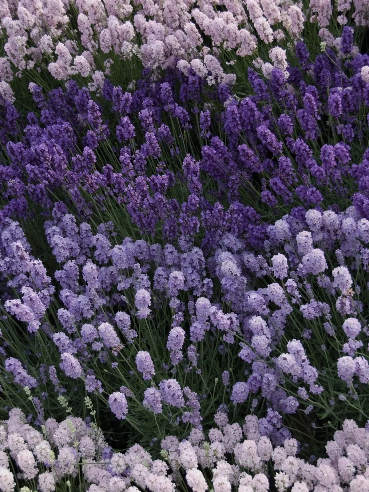 Idi0_83의 봄날의 라일락,