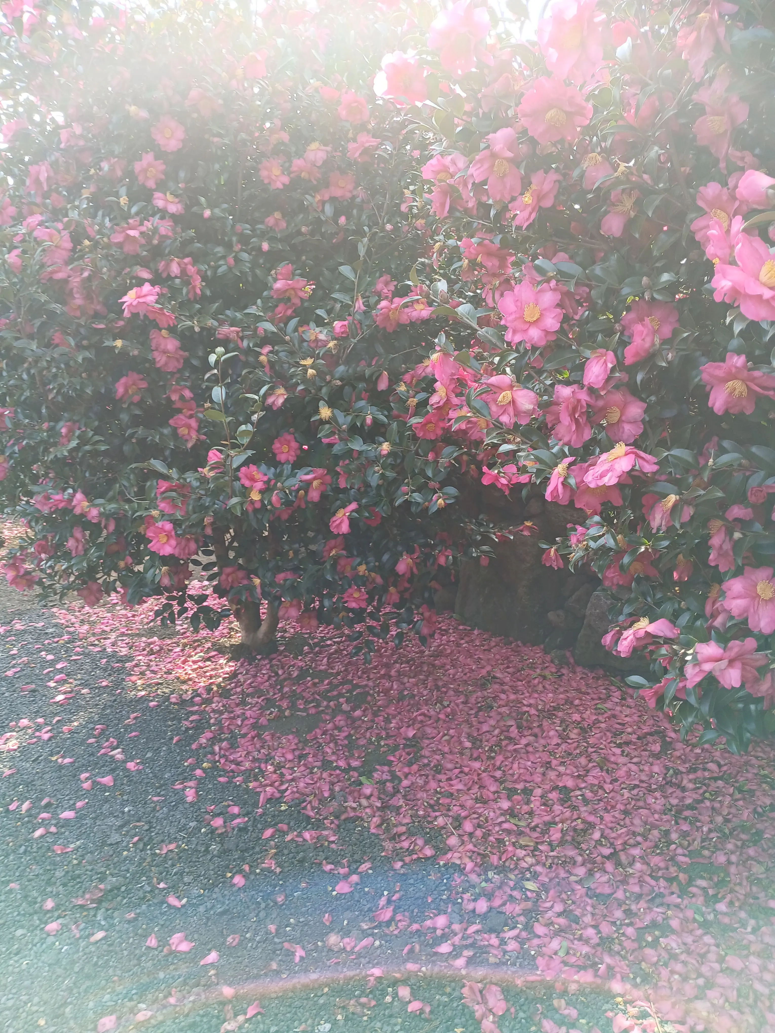 Noah.rago_plv의 『 反轉 (반전) | 백일몽 』