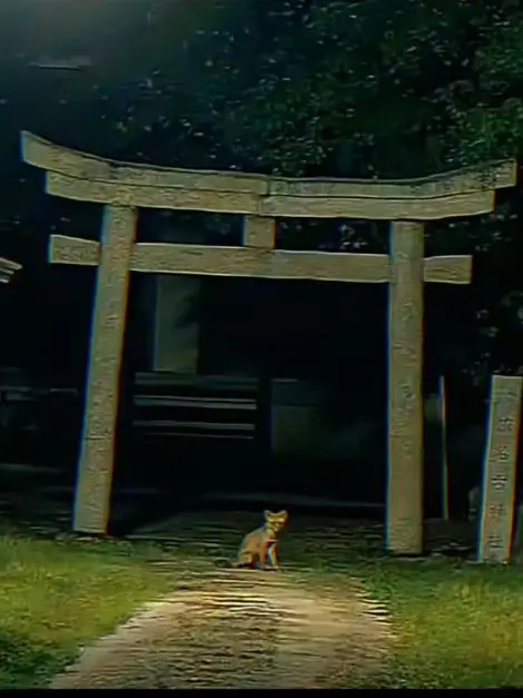 edui의 🦊さんと暮らせるかもね