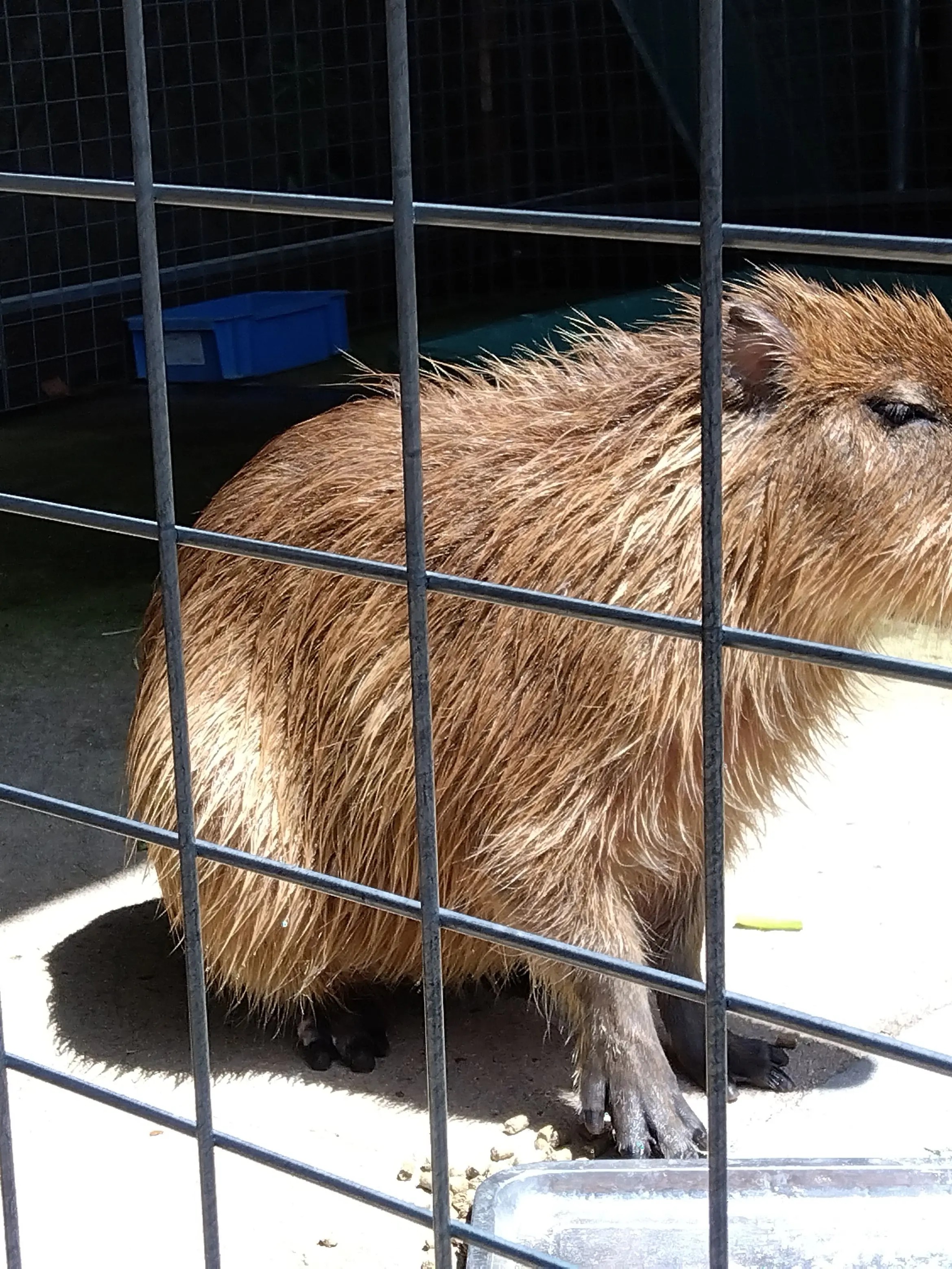 RedWorm4325의 ホロマフィア