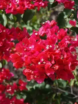 akik11451477의 殺し屋とお嬢様。