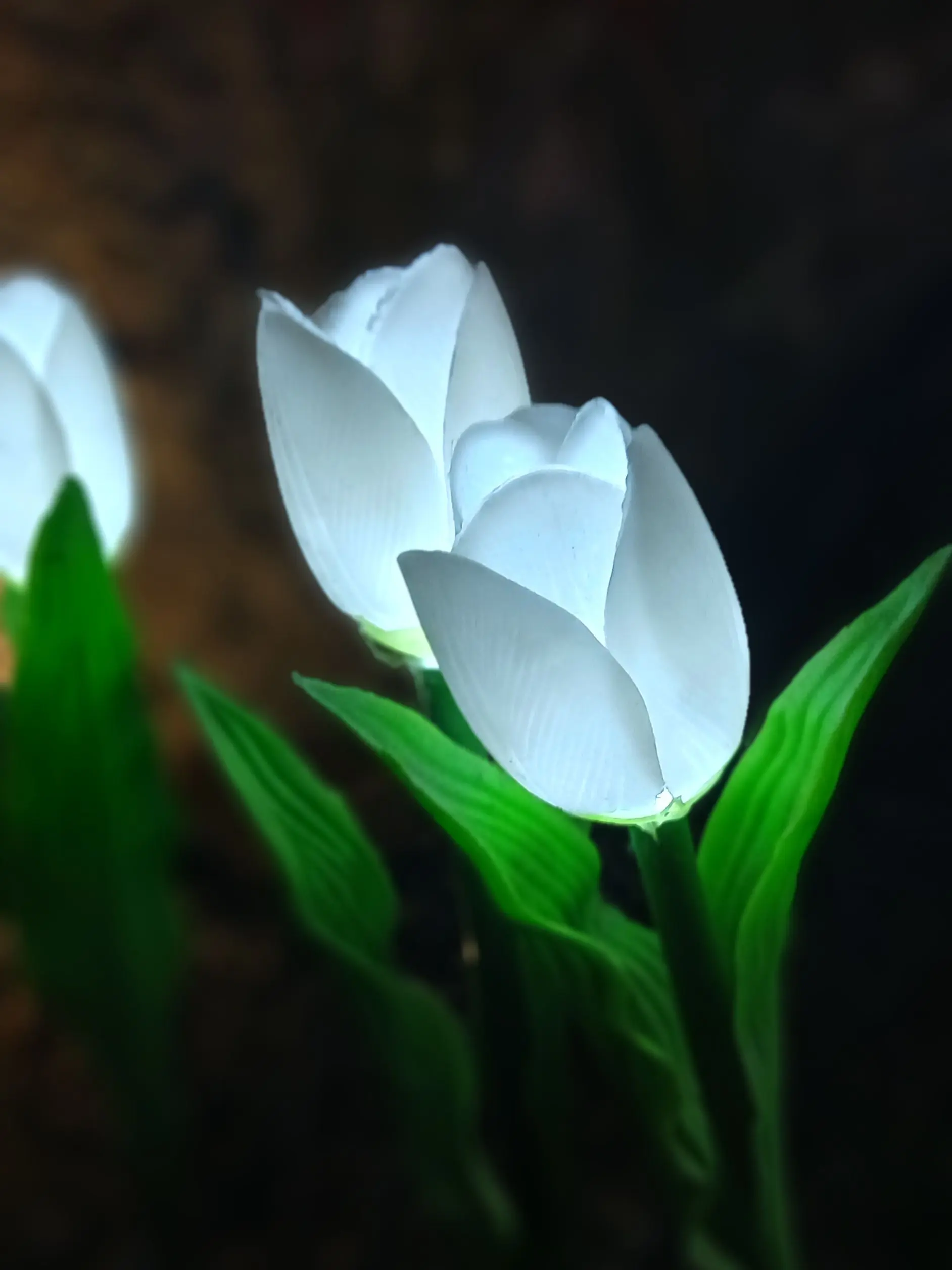 GruffActor7641의 겁나유명한 고고프렌즈가 캠핑에 놀러옴