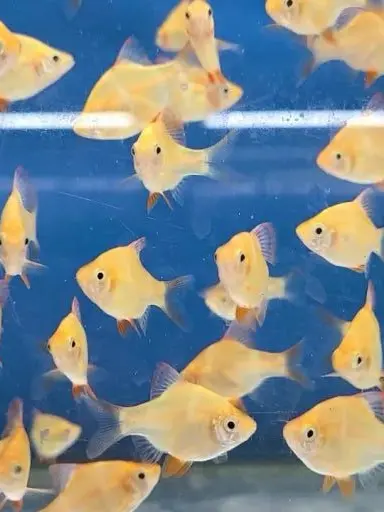 mujeok_LG의 한동민