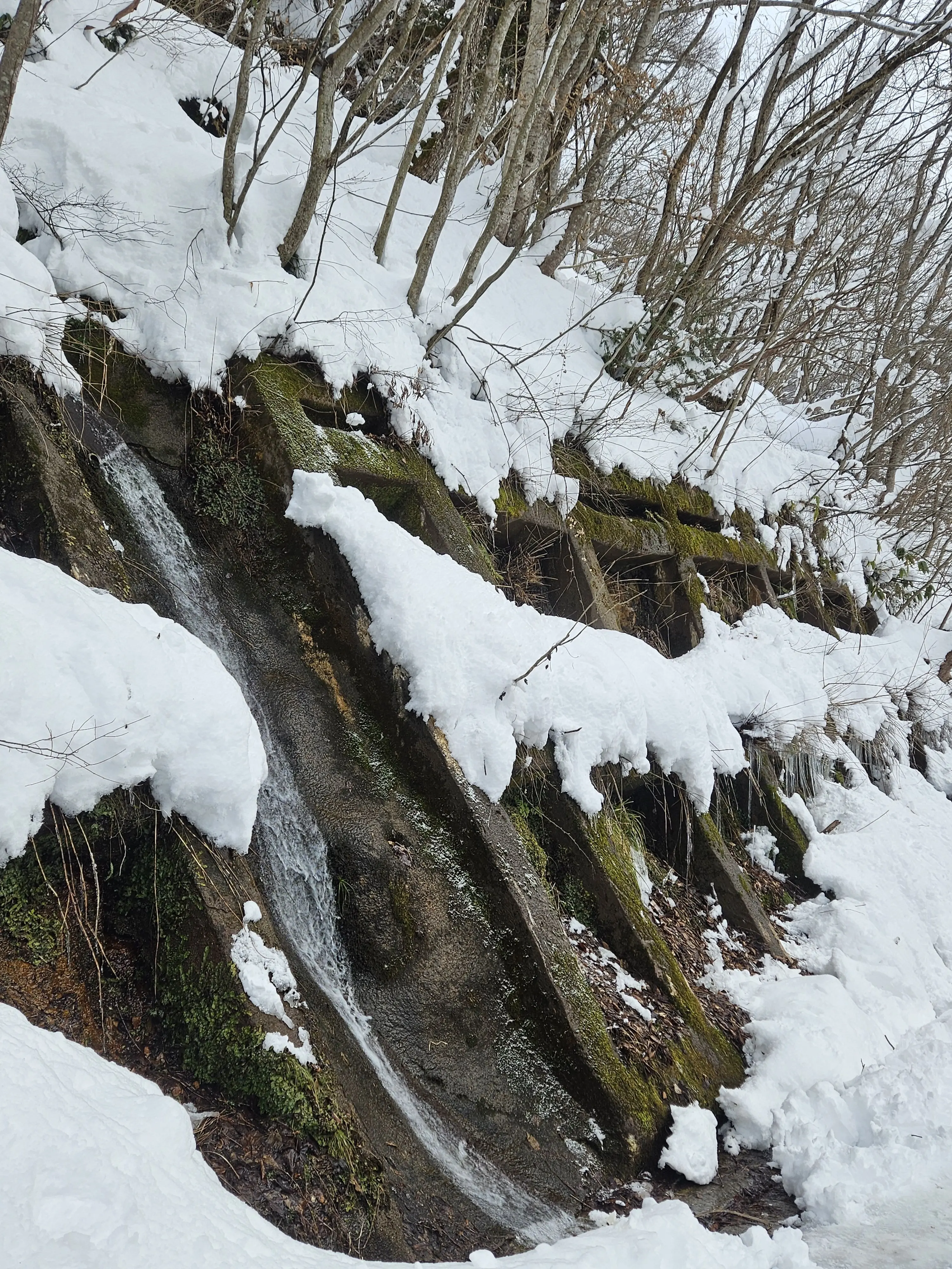 SleepyDog8263의 데드파더스!!+여우