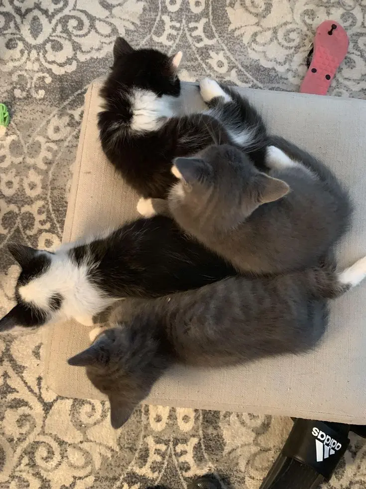 I_like_Kiriyo의 4마리의 고양이들과 동거