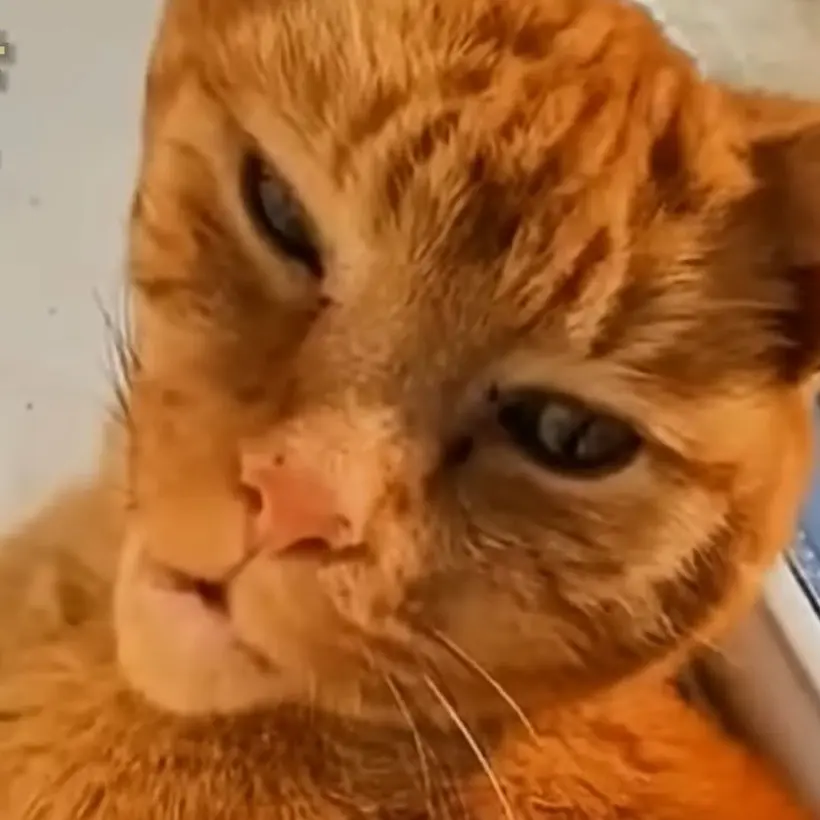 OddDhole3769의 Morte Alla Francia I