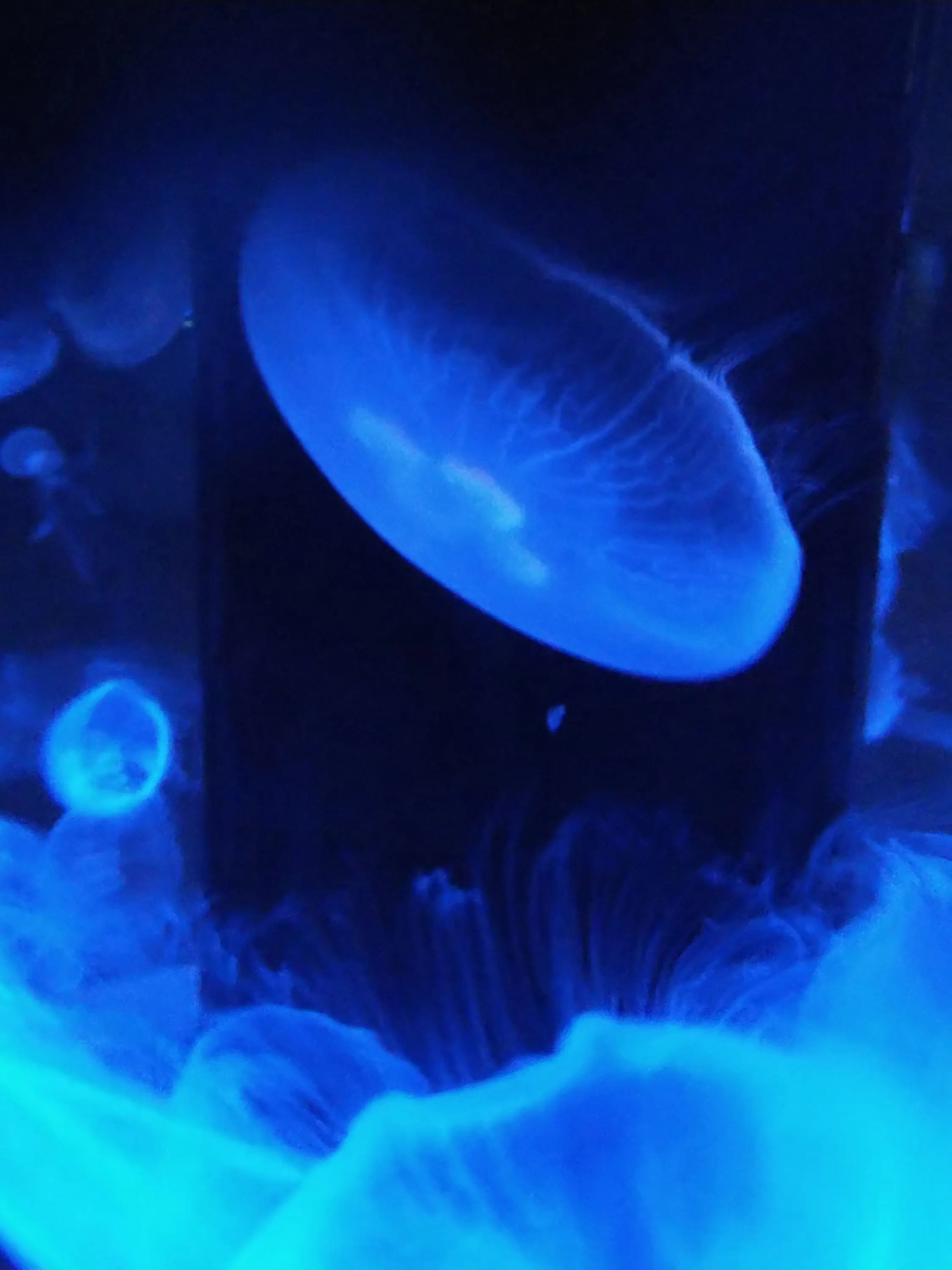 OverlyTrack9460의 らっだぁが猫化しちゃった？！