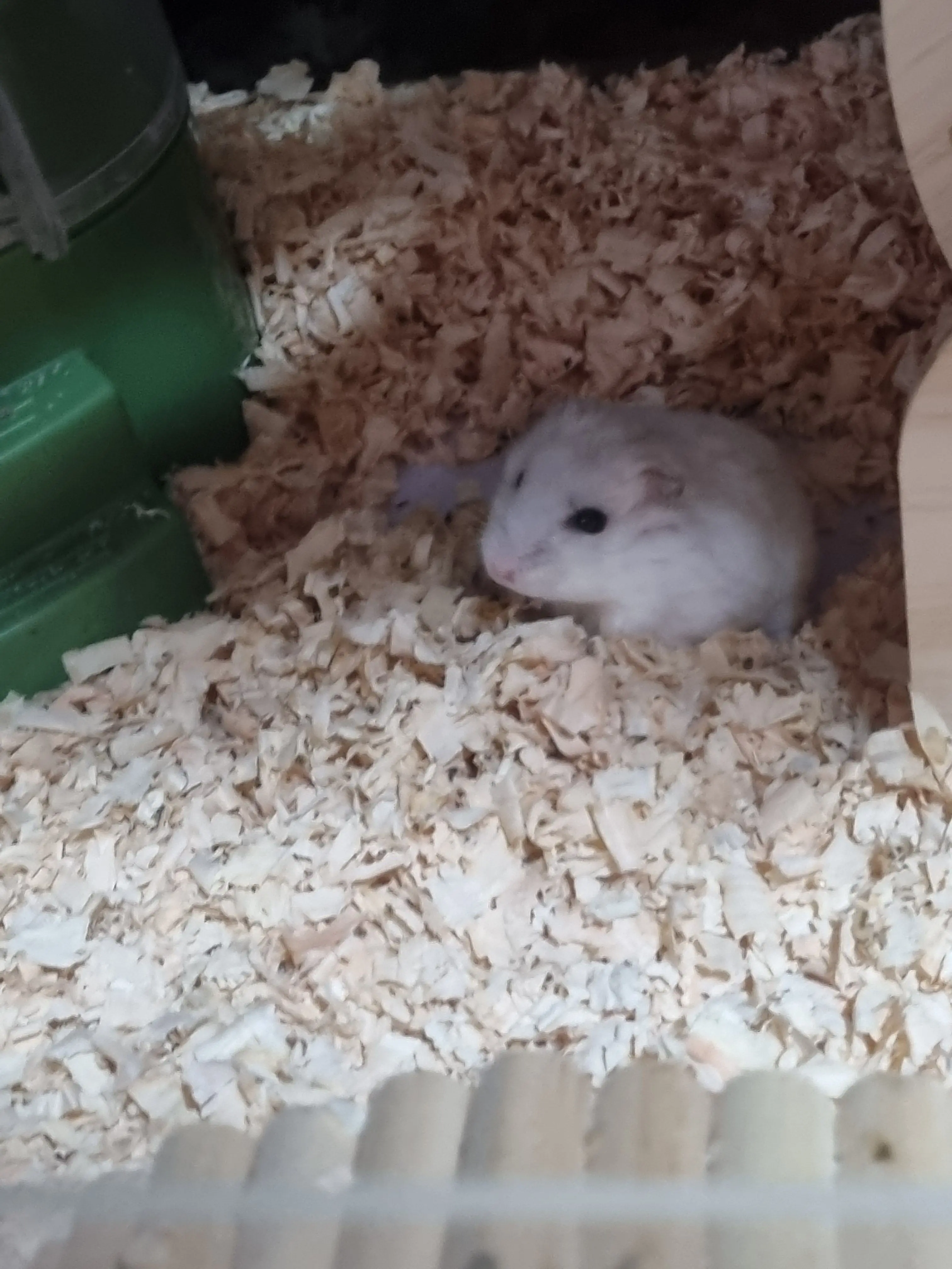 CurvyRobin0320의 고고프렌즈 해외여행(일본편)