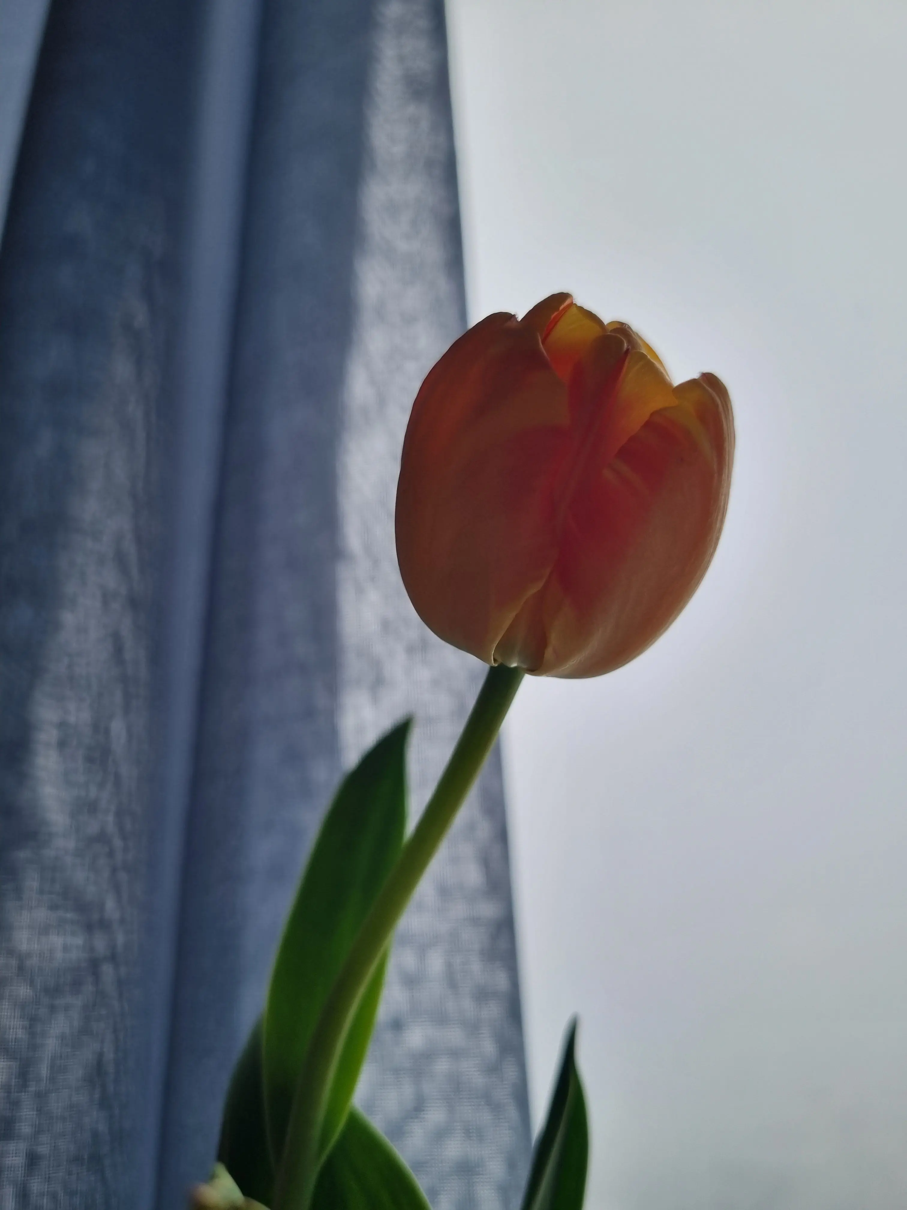 HungryCopy7467의 아이브 엔믹스 찐가족