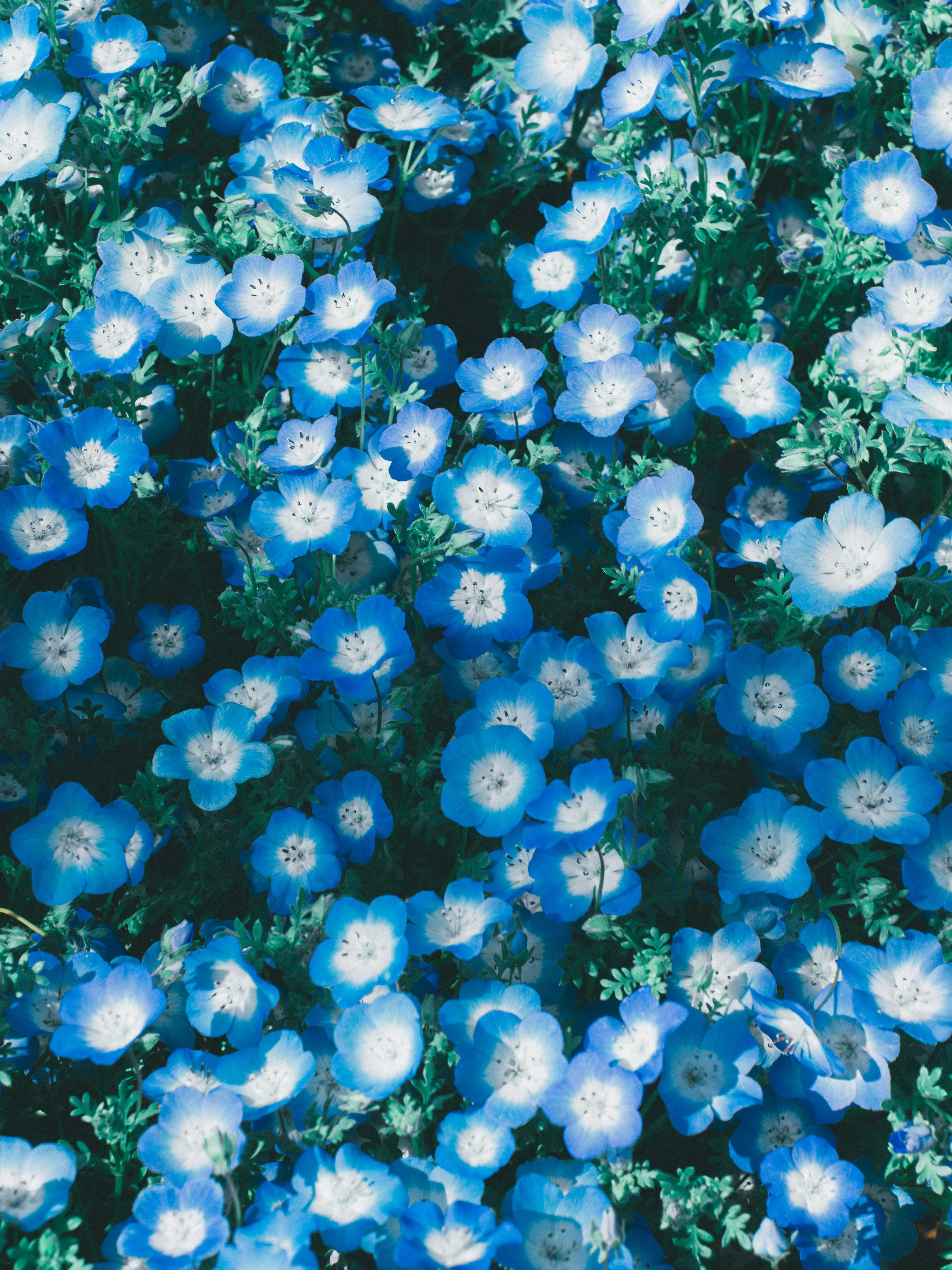 akik11451477의 My Angel