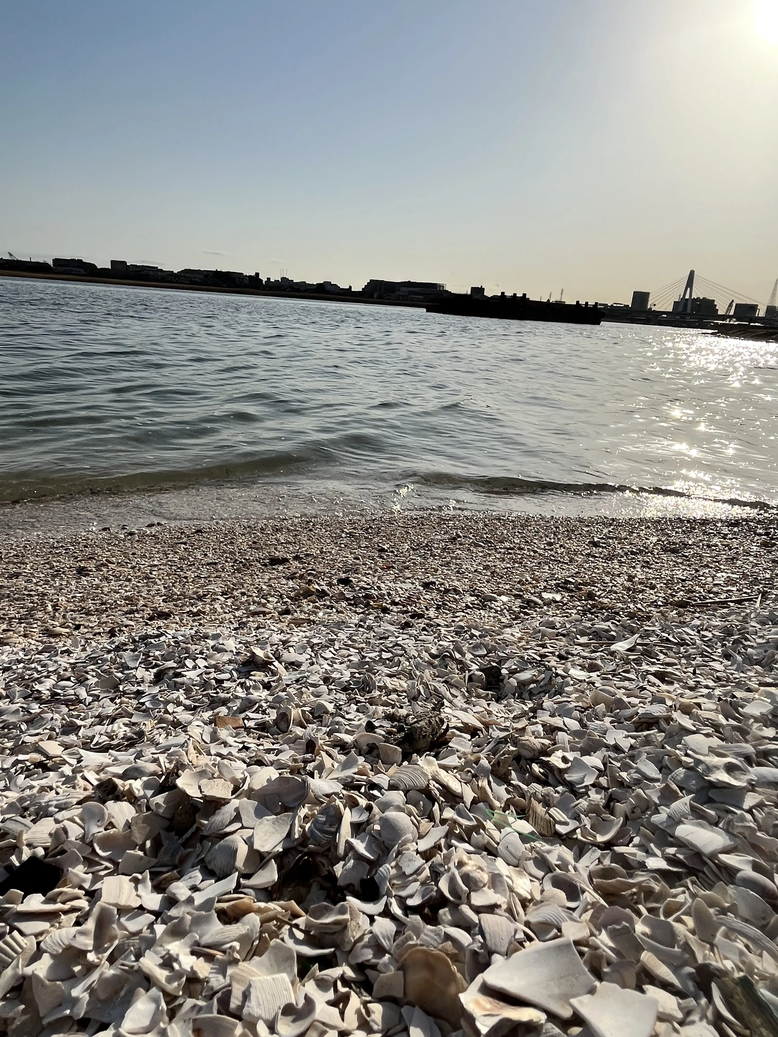 SickBulb2686의 酒寄朝日