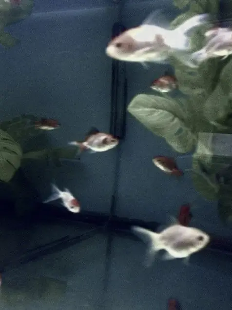 keay의 𝓯𝓲𝓼𝓱 𝓽𝓪𝓷𝓴