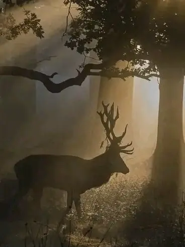 ABC67의 {고고프렌즈×팀나빠 중세시대 판타지}