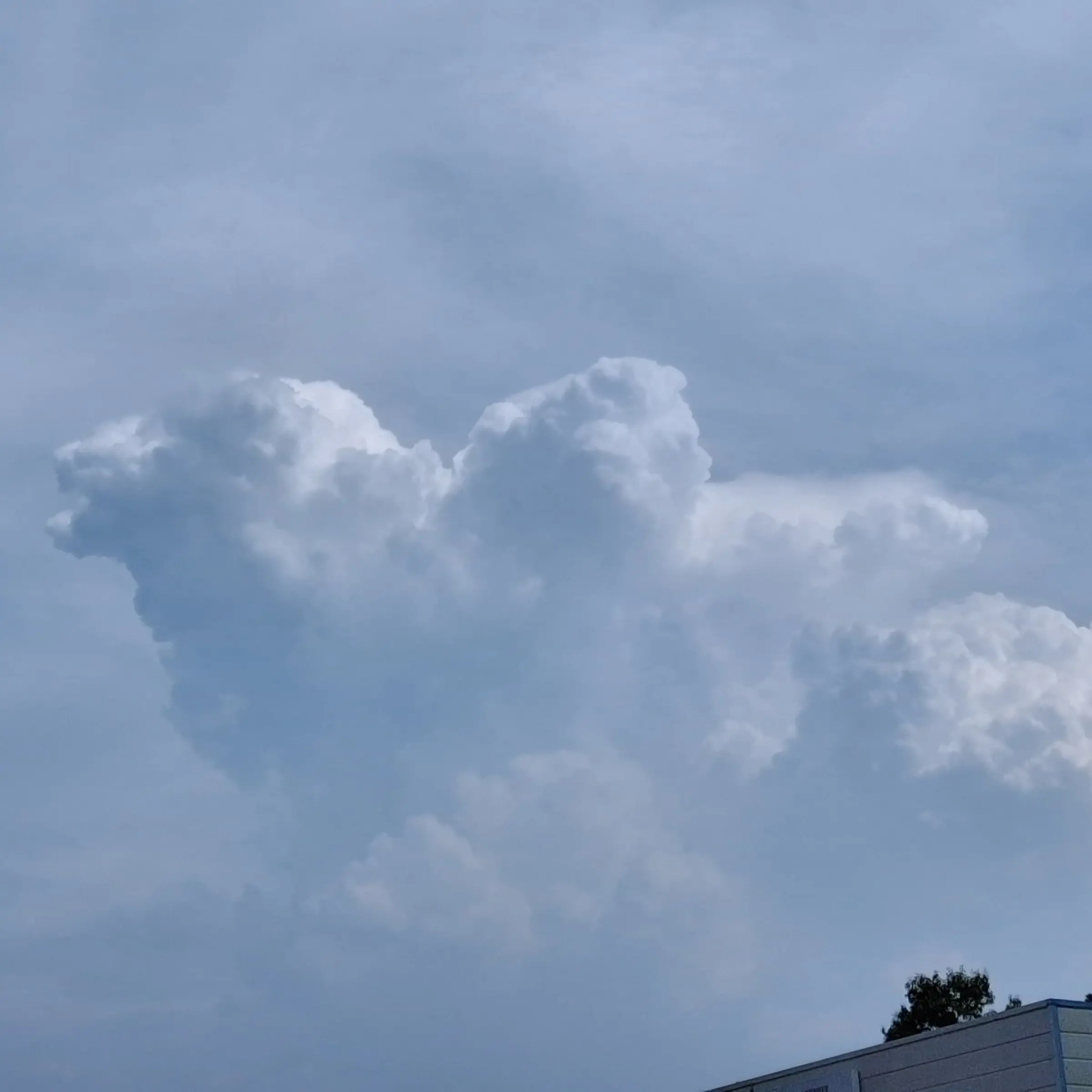 GrainyTrill6211의 도헝캠프(수인학교 + 여우)