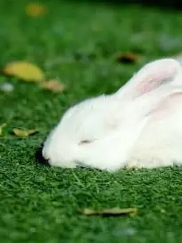 CurvyMoon5775의 My Pet Rabbit, Suddenly...