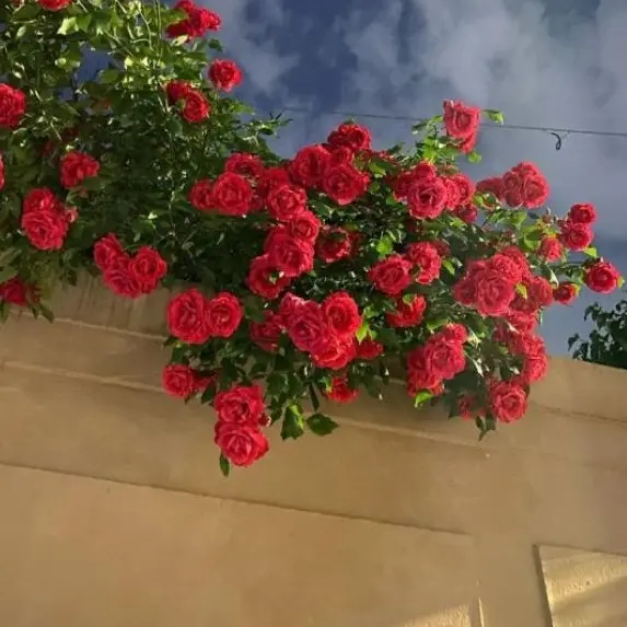 Tiramisu1009의 인간 주제에… 미쳤구나?