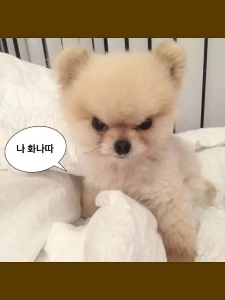 ElElElLl189의 흔한남매+유기사