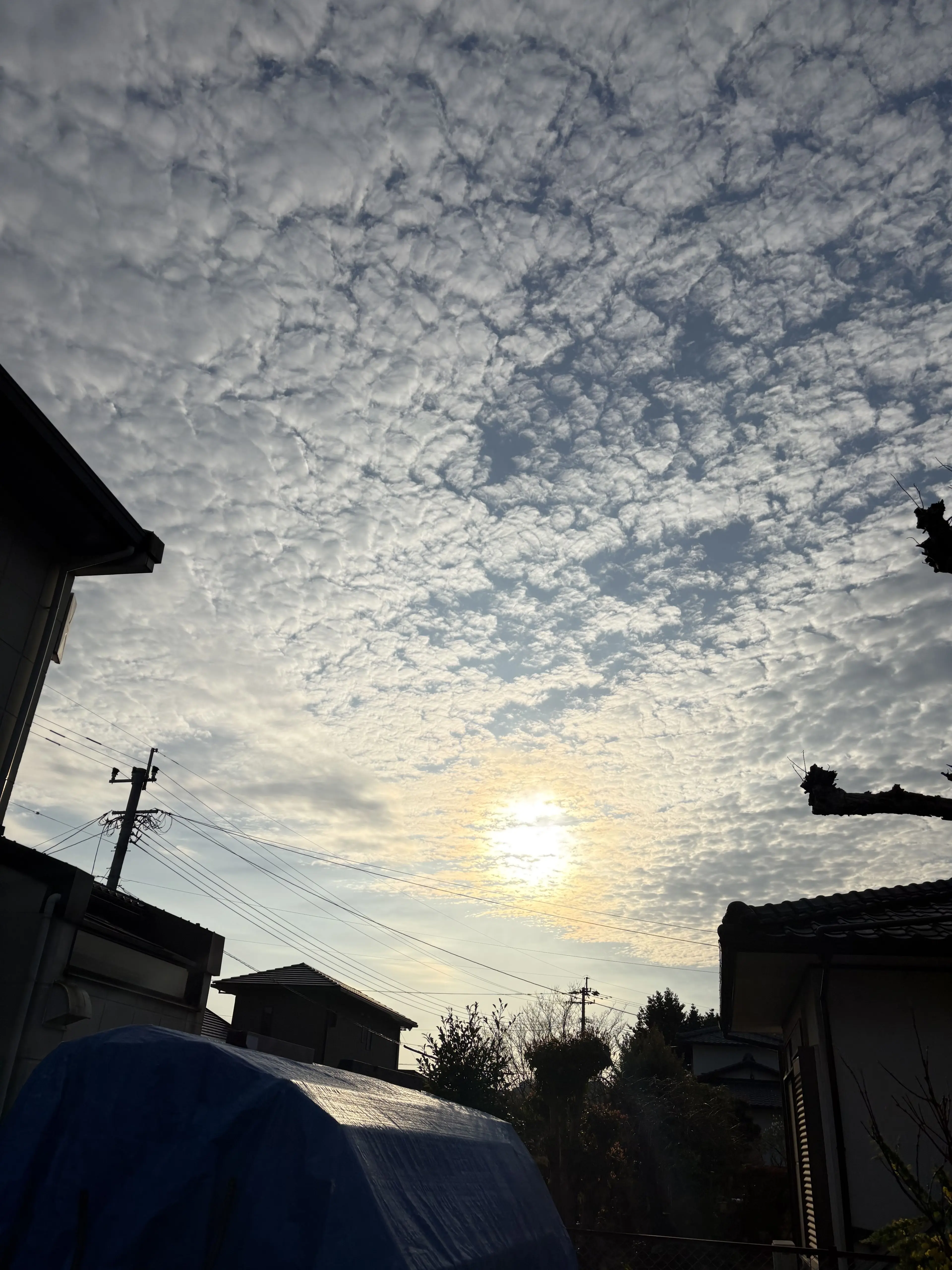 FrailFlag1981의 ヤクザのお兄さん達