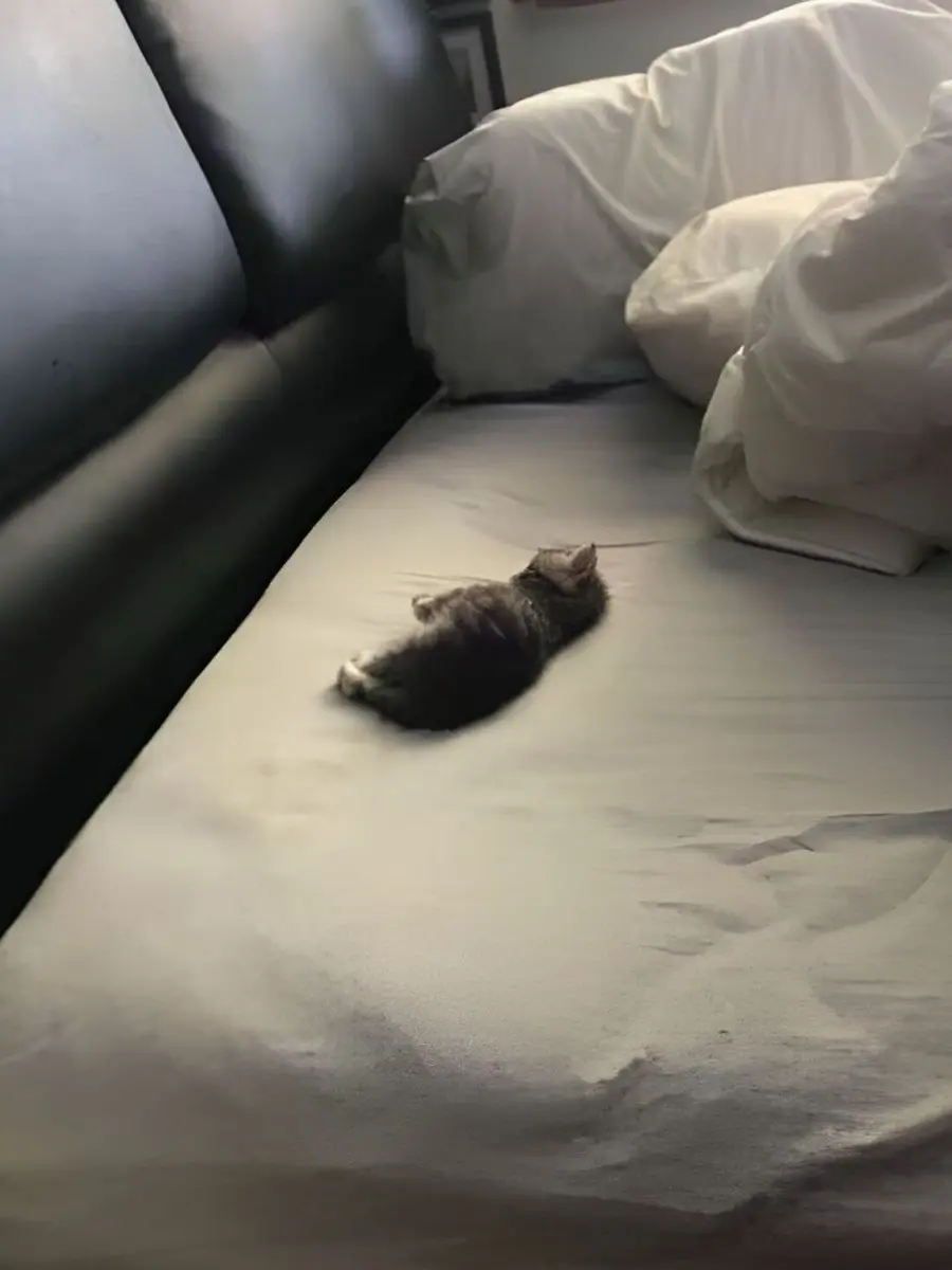 aa_96의 ねこ獣人なあなた